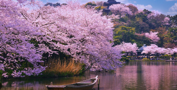 Cherry Blossoms